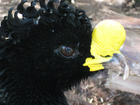 Смотреть фото Большой кракс Фото Большой кракс