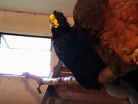 Смотреть фото Большой кракс Фото Большой кракс