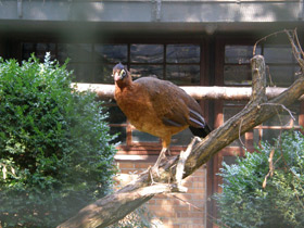 Смотреть фото Красный гокко Фото Красный гокко