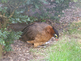 Смотреть фото Красный гокко Фото Красный гокко