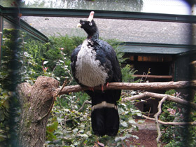 Смотреть фото Рогатый гуан Фото Рогатый гуан