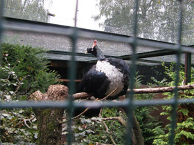 Смотреть фото Рогатый гуан Фото Рогатый гуан