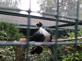 Смотреть фото Рогатый гуан Фото Рогатый гуан