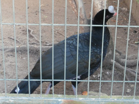 Смотреть фото Шлемоносный кракс Фото Шлемоносный кракс