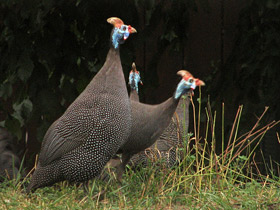 Обыкновенная цесарка: пернатый единорог Обыкновенная цесарка: пернатый единорог