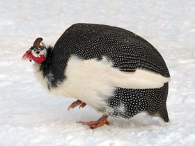 Смотреть фото Обыкновенная цесарка: пернатый единорог Фото Обыкновенная цесарка: пернатый единорог