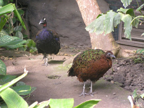 Смотреть фото Конголезский павлин Фото Конголезский павлин