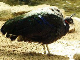 Смотреть фото Конголезский павлин Фото Конголезский павлин