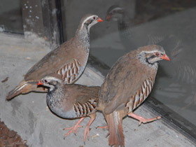 Смотреть фото Азиатский кеклик Фото Азиатский кеклик