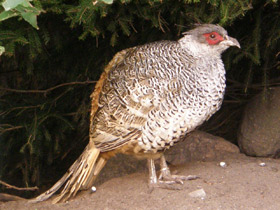 Фото Гималайский фазан