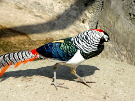 Смотреть фото Алмазный фазан Фото Алмазный фазан