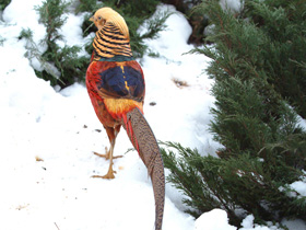 Смотреть фото Золотой фазан Фото Золотой фазан