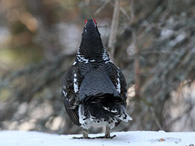 Смотреть фото Канадская дикуша Фото Канадская дикуша