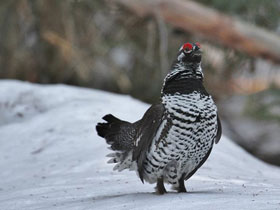 Смотреть фото Канадская дикуша Фото Канадская дикуша