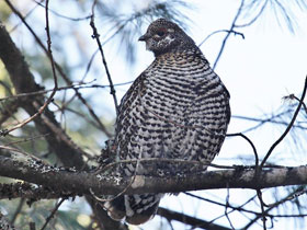 Смотреть фото Канадская дикуша Фото Канадская дикуша