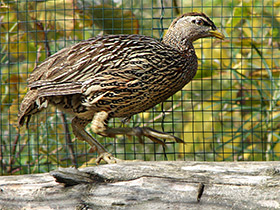 Фото Двушпоровый турач