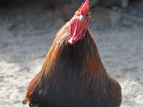 Фото Храбрецы и трусы