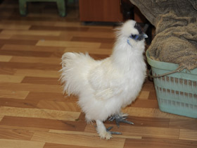 Смотреть фото Домашняя курица Фото Домашняя курица