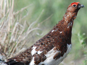 Смотреть фото Белая куропатка Фото Белая куропатка