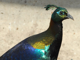 Гималайский монал Гималайский монал