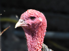 Смотреть фото Дикая индейка Фото Дикая индейка