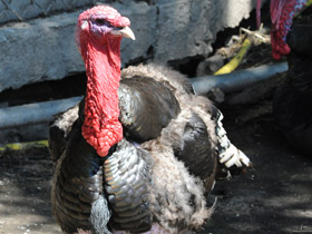 Смотреть фото Дикая индейка Фото Дикая индейка
