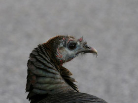 Смотреть фото Дикая индейка Фото Дикая индейка