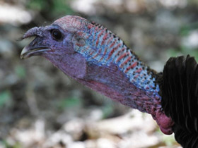 Смотреть фото Дикая индейка Фото Дикая индейка