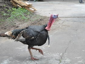 Фото Домашняя индейка