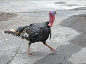 Фото Домашняя индейка