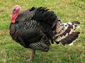 Смотреть фото Самые важные домашние животные Фото Самые важные домашние животные