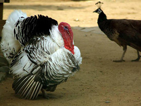 Смотреть фото Подкидыш Фото Подкидыш