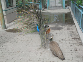 Фото Индийский павлин