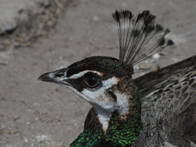 Фото Индийский павлин