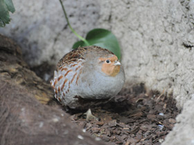 Фото Серая куропатка