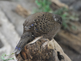 Фото Серый павлиний фазан