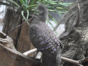 Фото Серый павлиний фазан