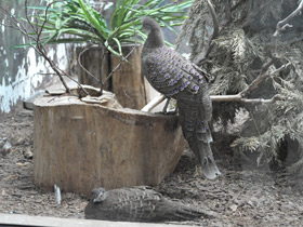 Фото Серый павлиний фазан