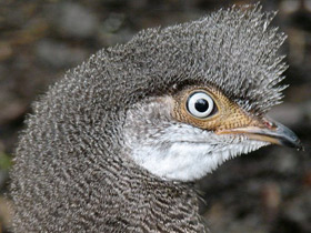 Фото Серый павлиний фазан