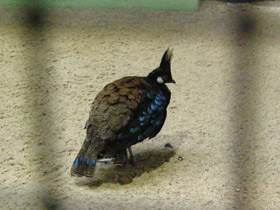 Смотреть фото Палаванский павлиний фазан Фото Палаванский павлиний фазан