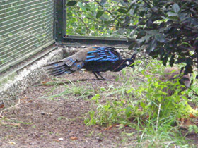 Смотреть фото Палаванский павлиний фазан Фото Палаванский павлиний фазан