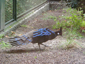 Смотреть фото Палаванский павлиний фазан Фото Палаванский павлиний фазан