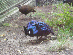 Смотреть фото Палаванский павлиний фазан Фото Палаванский павлиний фазан