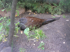 Смотреть фото Горный павлиний фазан Фото Горный павлиний фазан