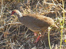 Фото Эфиопский турач