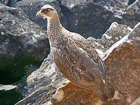 Фото Рыжебрюхий турач