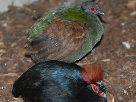 Смотреть фото Краснохохлая куропатка Фото Краснохохлая куропатка