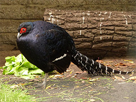 Фото Пёстрый фазан микадо