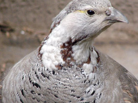 Гималайский улар Гималайский улар