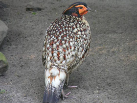 Фото Буробрюхий трагопан